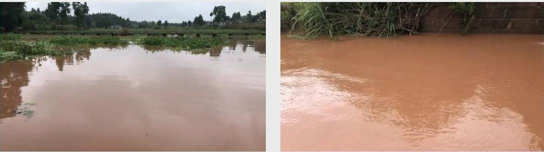 四川資陽市雁江區(qū)滴水巖水庫水體修復技術服務項目