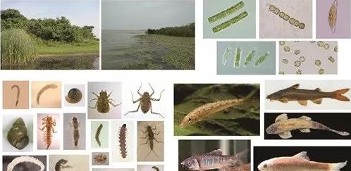 水生態(tài)修復評價標準和綜合評級辦法的制定