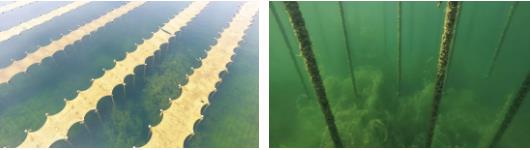 <a href=http://www.fair3xin.com target=_blank class=infotextkey>雙良</a><a href=http://www.fair3xin.com target=_blank class=infotextkey>新型光催化</a>技術(shù)市場應(yīng)用推廣交流會在上海順利召開！