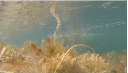 改善水環(huán)境修復(fù)水生態(tài)是我們的使命！