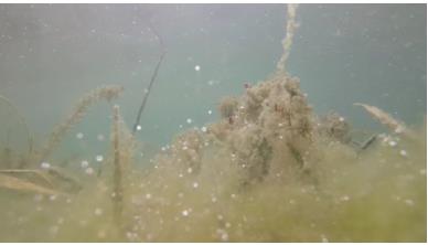 肇慶七星巖里湖地表水生態(tài)修復為全省二十個范例中城市湖泊水生態(tài)修復領域唯一榮獲“廣東省首屆國土空間生態(tài)修復十大范例”提名項目