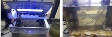 水質(zhì)安全預(yù)警儀中斑馬魚(yú)監(jiān)測(cè)部分得以改進(jìn)