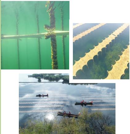 河湖生態(tài)修復(fù)中常利用生態(tài)浮島技術(shù)實現(xiàn)凈化水質(zhì)營造景觀甚至收獲經(jīng)濟作物的效果。