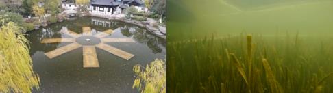 水體修復(fù)技術(shù)講解包含黑臭水體、水華、菁苔問題治理等