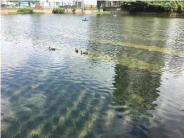 農業(yè)面源污染已成為我國水環(huán)境污染的主要源頭之一