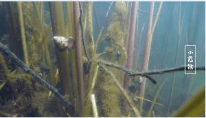 2025年再現水清岸綠白石港水環(huán)境治理