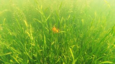 新聞轉(zhuǎn)載｜總投資6112萬！普寧流沙這段河道將實施水生態(tài)環(huán)境修復(fù)！