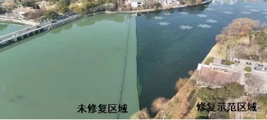 媒體聚焦｜修復(fù)水生態(tài)，波葉海菜花現(xiàn)身南京江寧